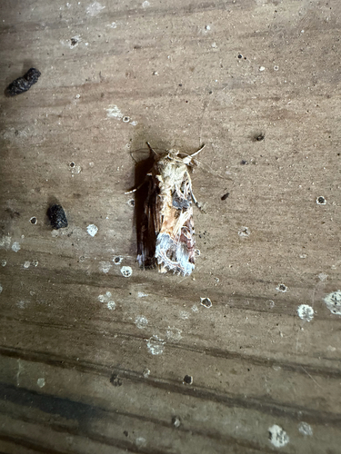 Yellow-striped Armyworm Moth