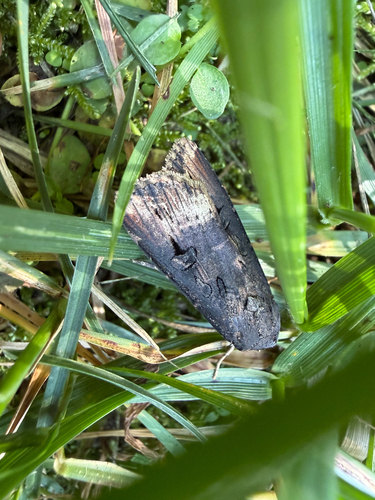 Ipsilon Dart Moth