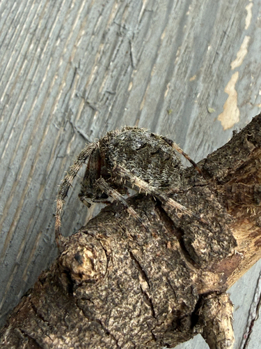 Spotted Orbweaver