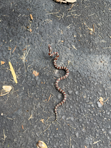 Eastern Milksnake