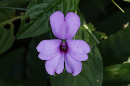 pink orchid balsam