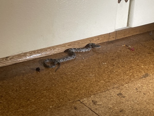 Central Ratsnake