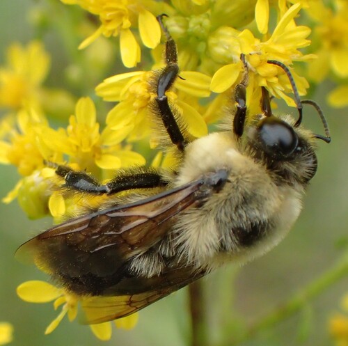 Brown-belted Bumble Bee