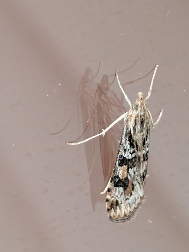 Lucerne Moth
