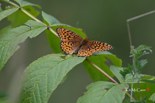 Atlantis Fritillary