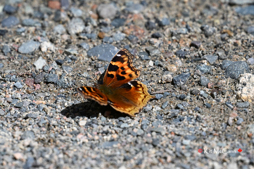 Compton Tortoiseshell