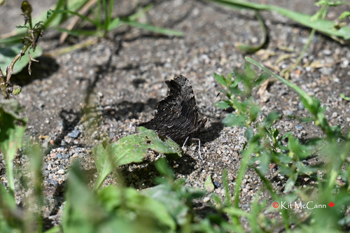 Gray Comma