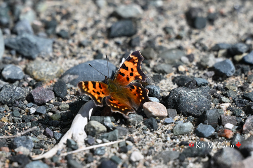 Green Comma