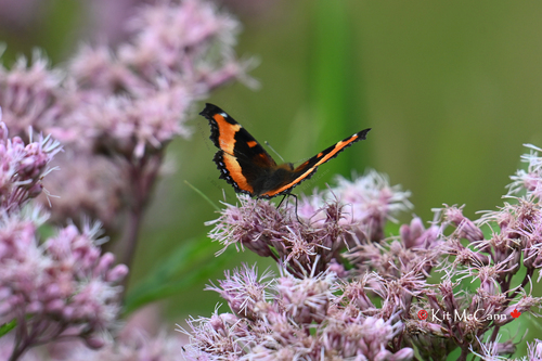 Milbert's Tortoiseshell