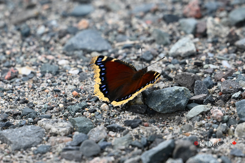 Mourning Cloak