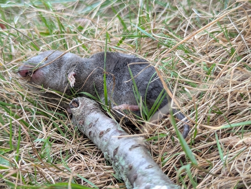 Northern Short-tailed Shrew