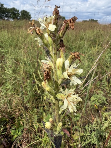 rough rattlesnake root