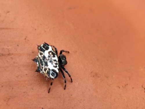 Spinybacked Orbweaver