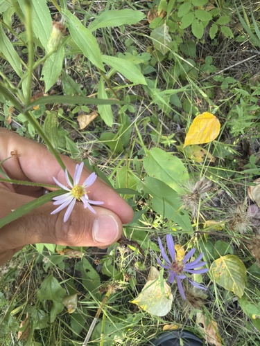 Lindley's Aster