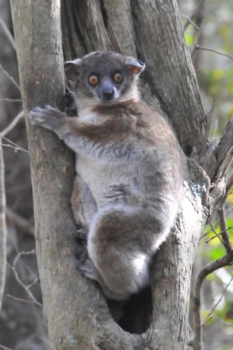 Hubbard's Sportive Lemur