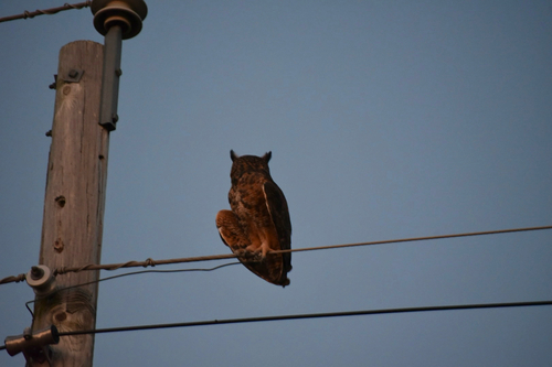 Great Horned Owl
