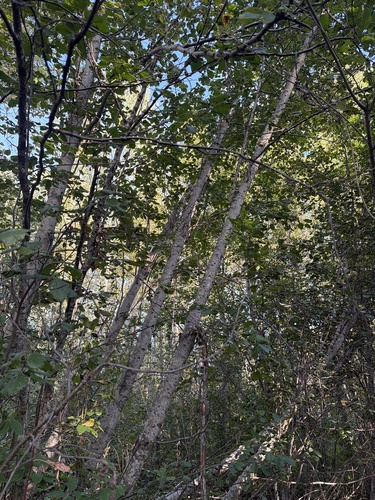 Red Alder