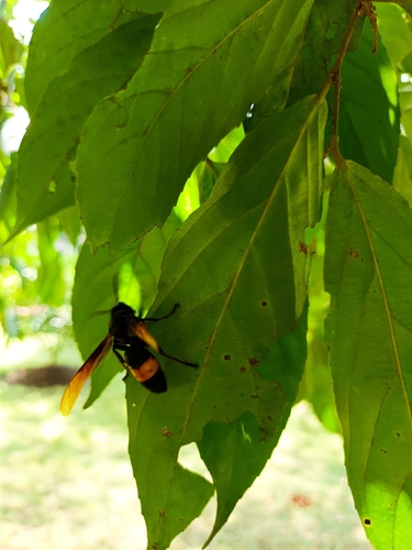 Greater Banded Hornet