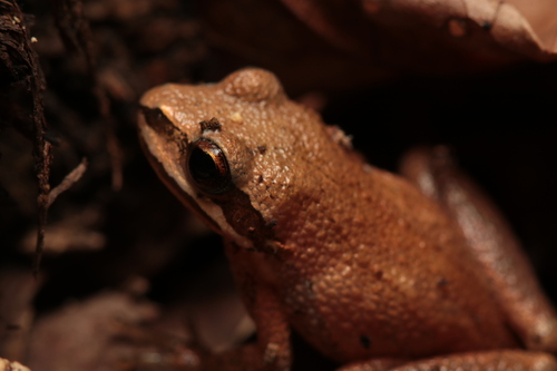 New Jersey Chorus Frog