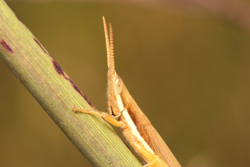 Cattail Toothpick Grasshopper