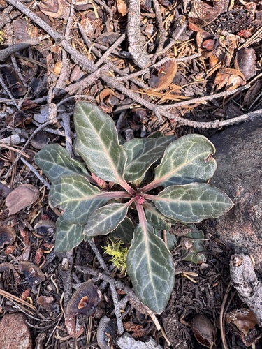 white-veined wintergreen