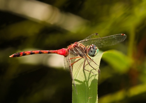 Blue-faced Meadowhawk