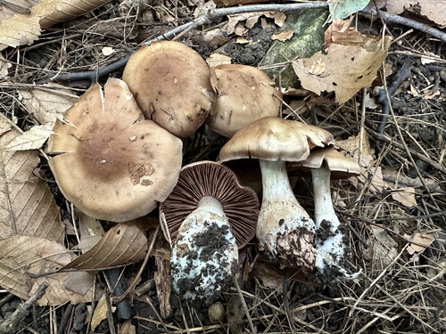 Cortinarius brunneoviscidus