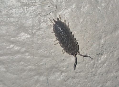 Common Rough Woodlouse