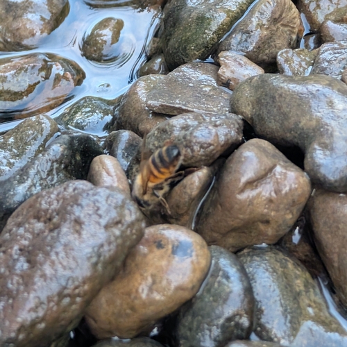 Western Honey Bee