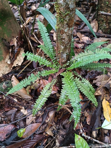 Asplenium hallii