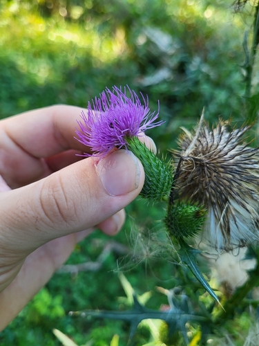 Bull Thistle