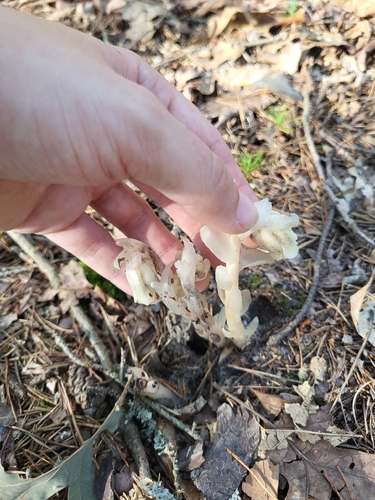 Ghost Pipe