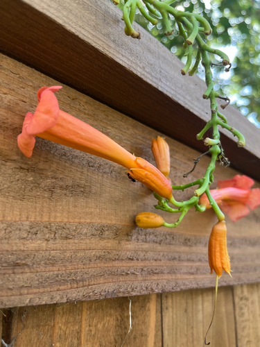 American trumpet vine
