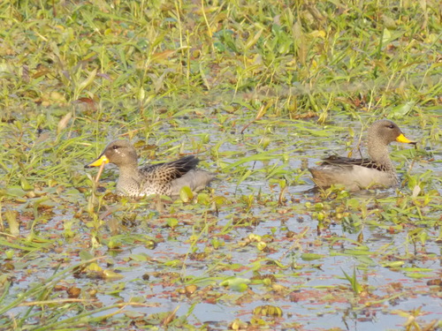 Yellow-billed Teal