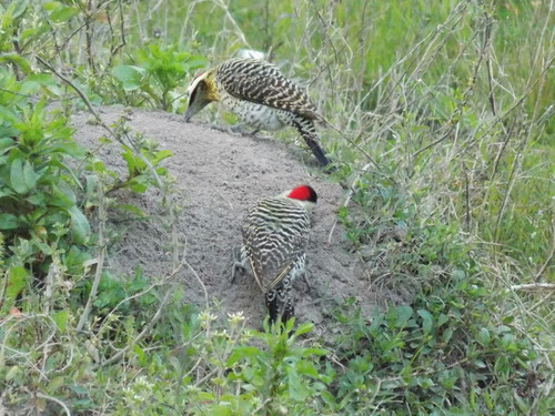 Green-barred Woodpecker