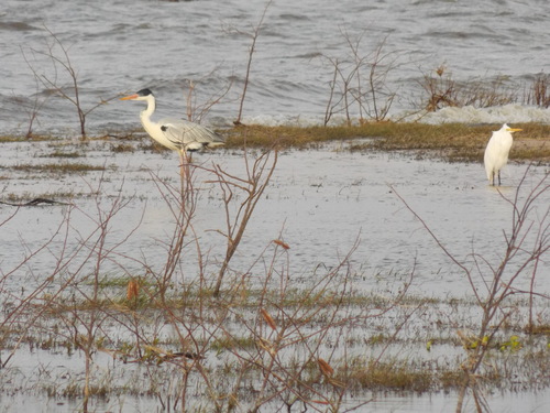 Cocoi Heron