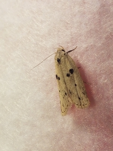 Scythropiodes issikii