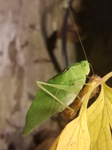 Lesser Anglewing