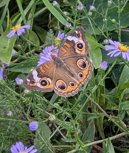 Common Buckeye