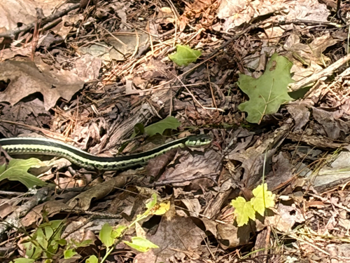 Common Garter Snake