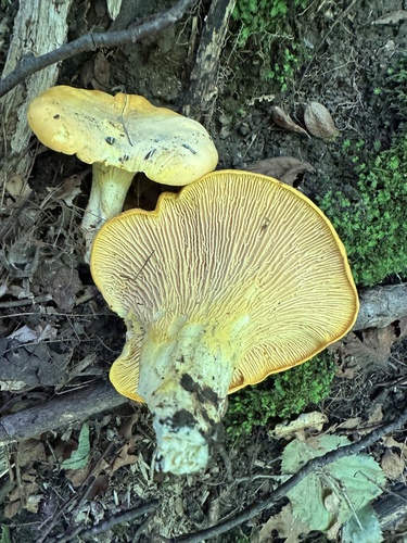 Golden Chanterelle