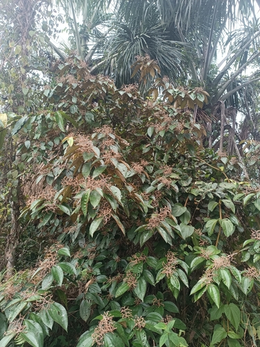 Miconia lourteigiana