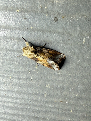 Velvet Armyworm Moth