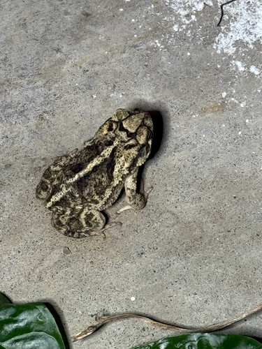Gulf Coast Toad