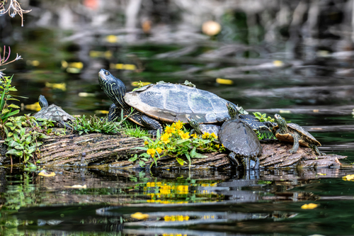 Northern Map Turtle