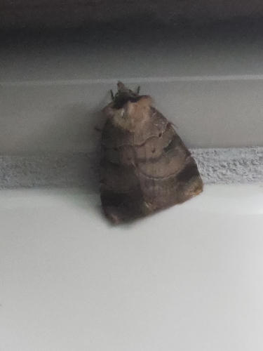 Pale-banded Dart
