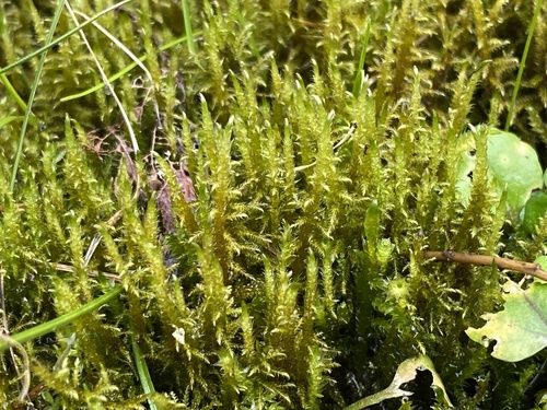 fern-leaved hook-moss