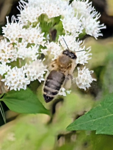 Western Honey Bee