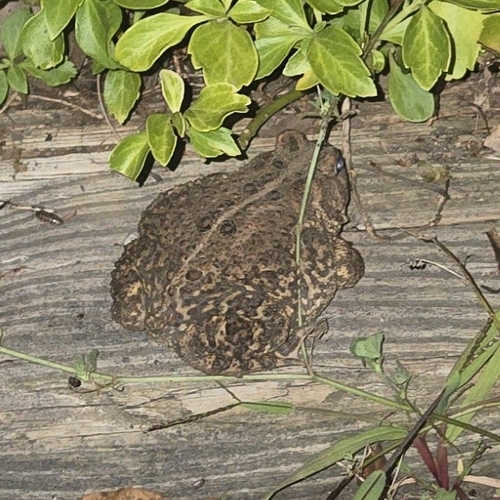 American Toad