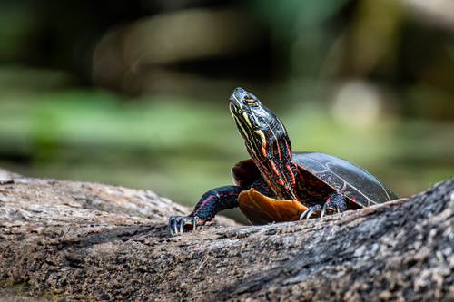 Midland Painted Turtle